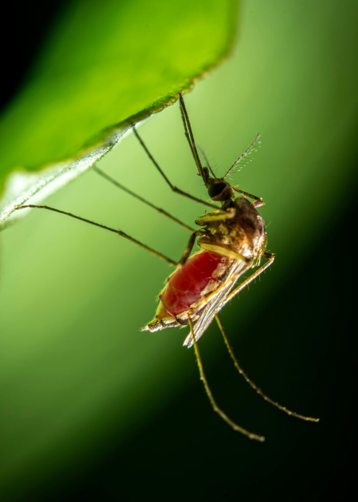 SES inicia Semana Estadual de Combate à Dengue nesta segunda (1º)