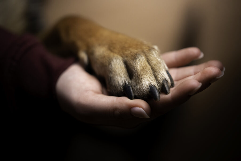 Júri de Açailândia condena homem que matou por causa de cachorro