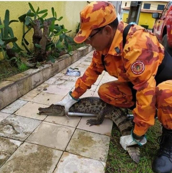 MAIS DE 1,7 MIL ANIMAI SILVESTRES JÁ FORAM CAPTURADOS EM ÁREAS URBANAS DO MA