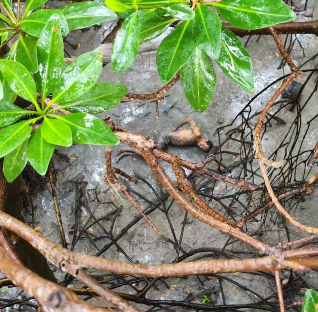 SUSPEITO DE ASSALTO SE JOGA EM MANGUE PARA FUGIR DE PRISÃO; CORPO DE BOMBEIROS PRECISOU FAZER O REGASTE